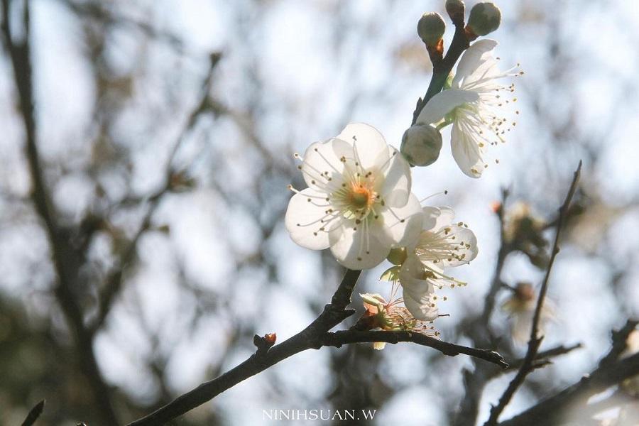 
                                                                        【戀戀嘉義】梅山公園踏雪尋梅、日式風情昭和J18、梅子元氣館一日
                                                                        