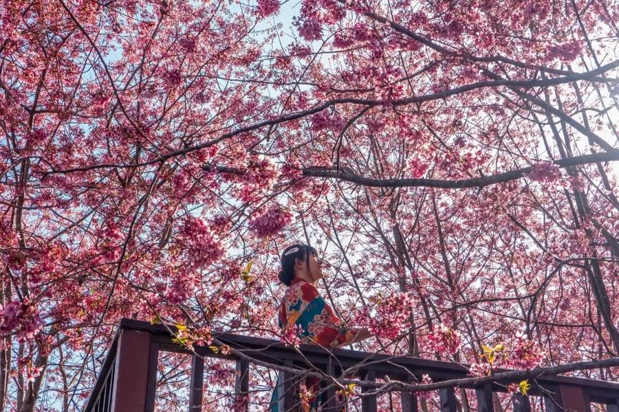 
                                                                        【駿馬迎春】新竹尖石賞櫻秘境、霞喀羅櫻花谷、財伯果園粉彩富士櫻一日遊
                                                                        