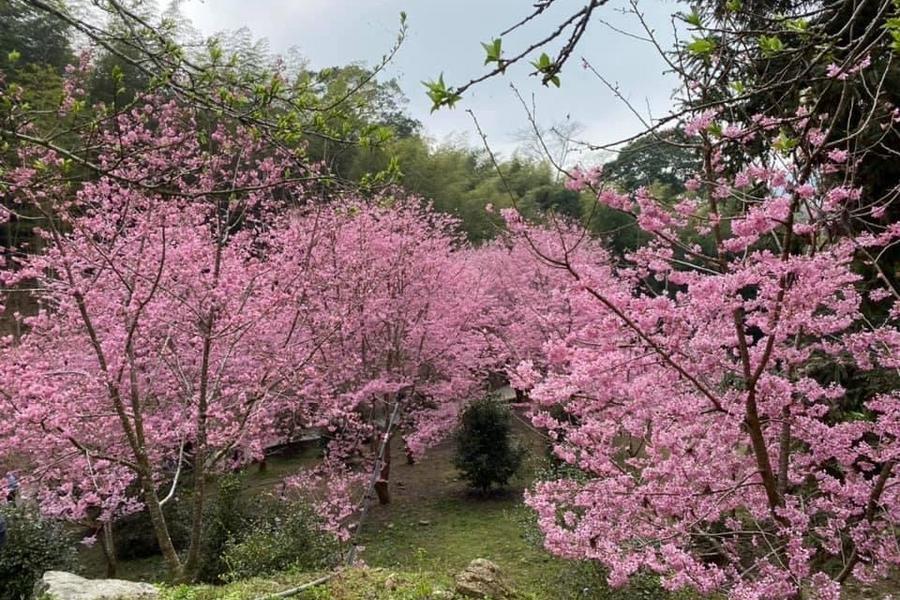 
                                                                        粉紅山谷秘境、浪漫麝香木～青山坪農場、紅螞蟻農村割稻飯、烤肉吃到飽二日
                                                                        