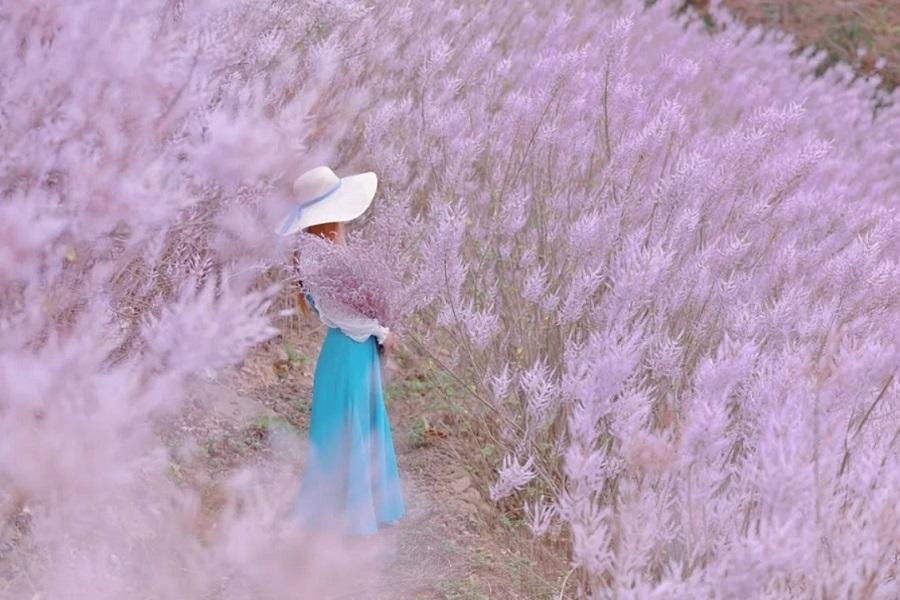 
                                                                        粉色夢幻麝香木花海、歐式城堡威士忌酒莊、漫遊南投小鎮一日遊
                                                                        