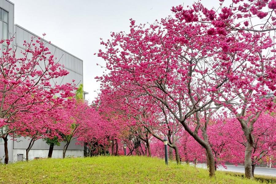 
                                                                        【駿馬迎春】中科崴立八重櫻大道、泰安粉櫻迎春、果香甜橘吃到飽一日
                                                                        