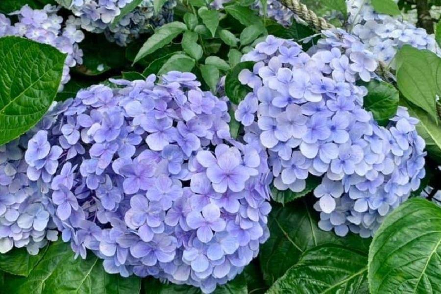 
                                                                        【幻彩粉繡花】夢幻繡球花海、遠眺燭台雙嶼、茶香綠豆糕體驗、金山溫泉三日
                                                                        