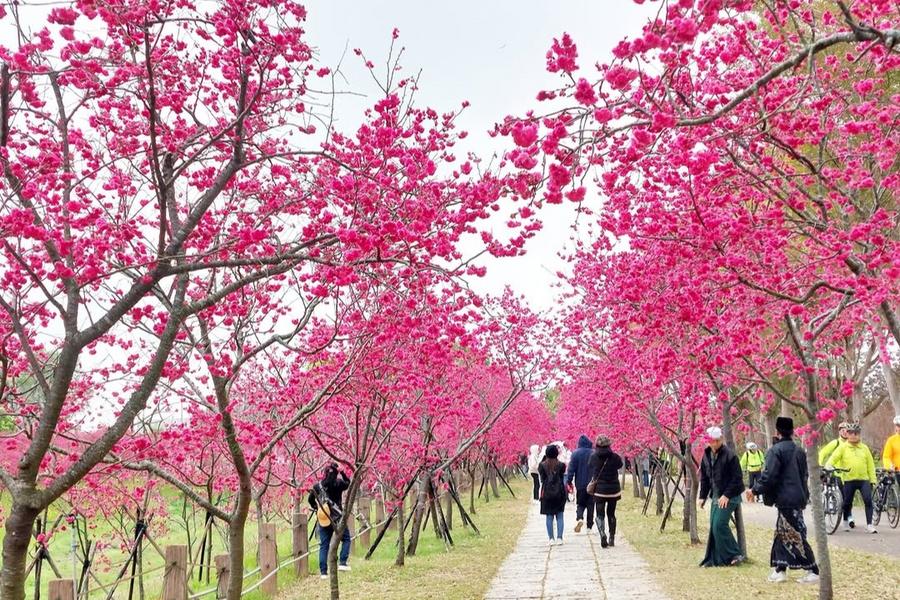
                                                                        泰安桃粉迎春櫻、中科崴立八重櫻大道、果香甜橘吃到飽、廟東美食一日
                                                                        