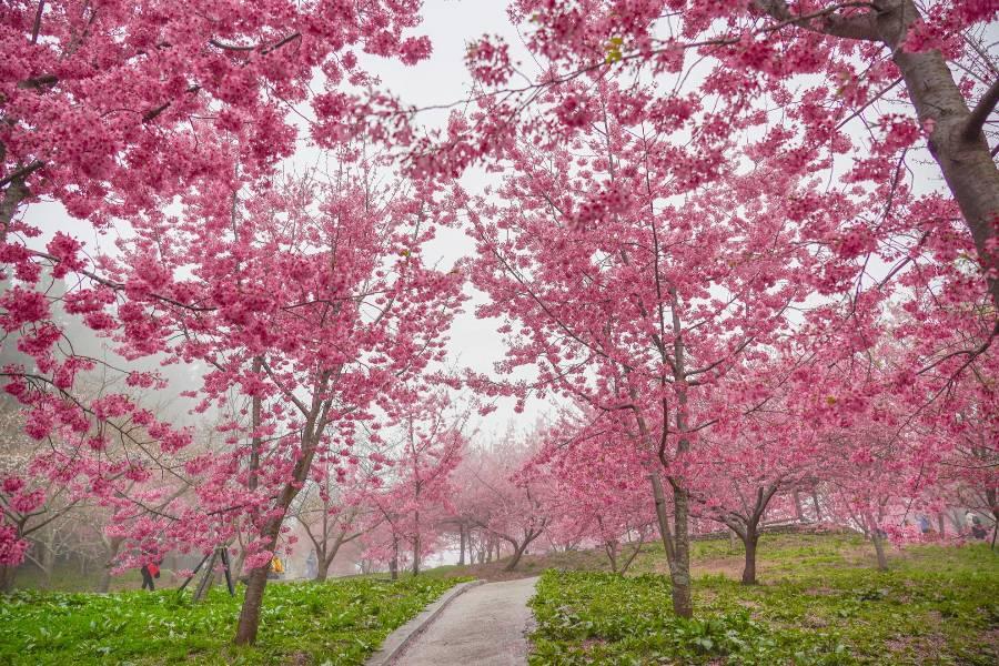 
                                                                        【粉紅千櫻園】福壽山賞櫻仙境、梨山鴛鴦湖天池、高山農場浪漫花語二日
                                                                        