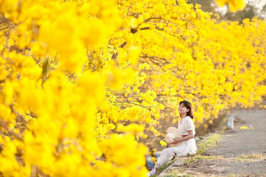 
                                                                        【金色花廊】浪漫黃金楓鈴木花道、蒜頭糖廠蔗埕文化園區一日遊
                                                                        