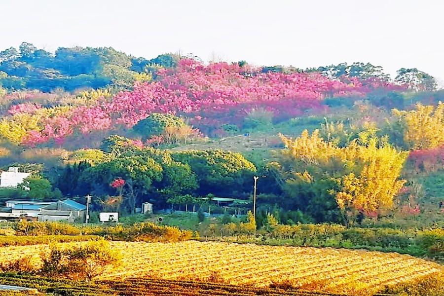 【春櫻秋芒茶飄香】秀才登山步道賞茶園芒櫻、卓蘭果園品四季芬芳一日遊