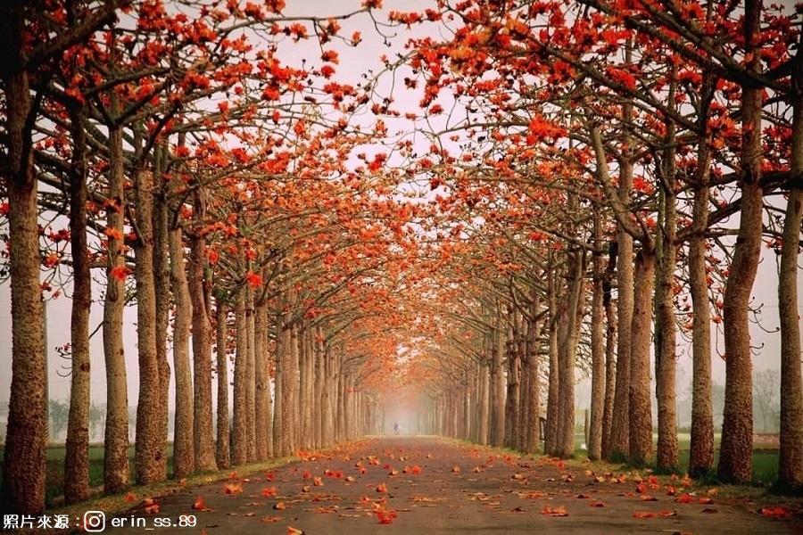 
                                                                        【滿城金黃伴木棉】春賞金黃花風鈴木、橘紅木棉花大道、農場採草莓 一日
                                                                        