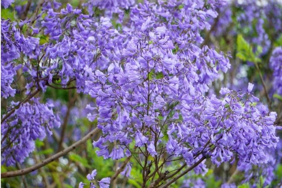 
                                                                        【藍花楹之城】嘉義粉藍夢幻隧道、圓林仔純白桐花、新港老街 一日
                                                                        