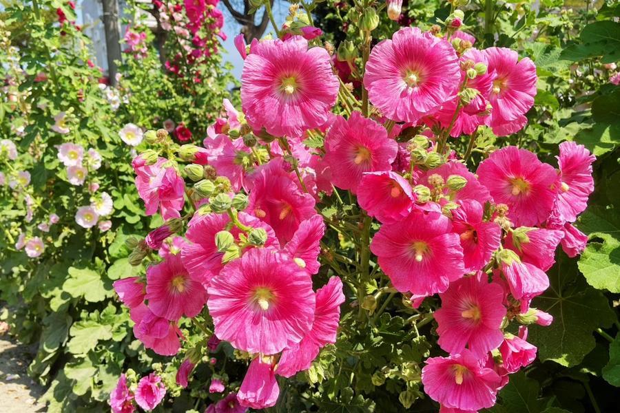 
                                                                        【春日戎葵花】員林蜀葵花季、員林第一市場、蘿莎玫瑰莊園 一日
                                                                        