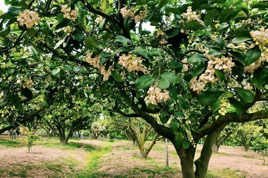
                                                                        西湖電輔車漫遊柚花園、中華大學紫藤花盛開、龍鳳漁港觀海一日
                                                                        
