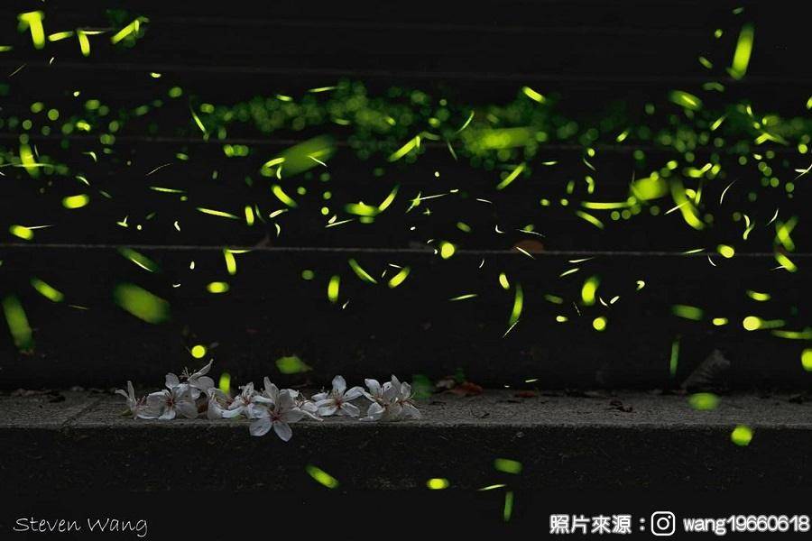 
                                                                        【森夜微光x桃米生態村】夜訪賞螢秘境、桃米蝴蝶創意料理、黃金粿手作一日
                                                                        