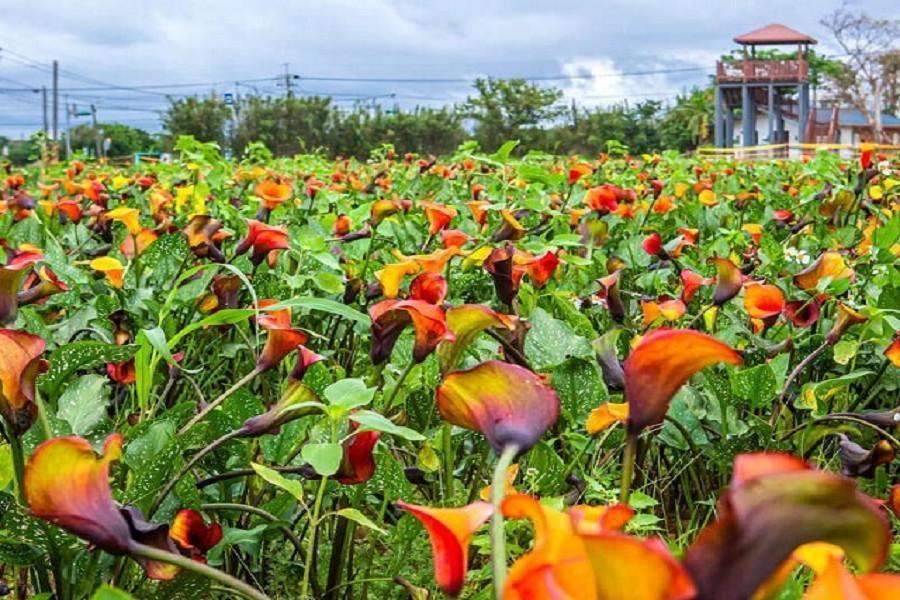 
                                                                                                                        【猿夢奇芋】2026桃園彩色海芋季WBC熱血應援.華興池畔賞機一日遊
                                                                                                                        