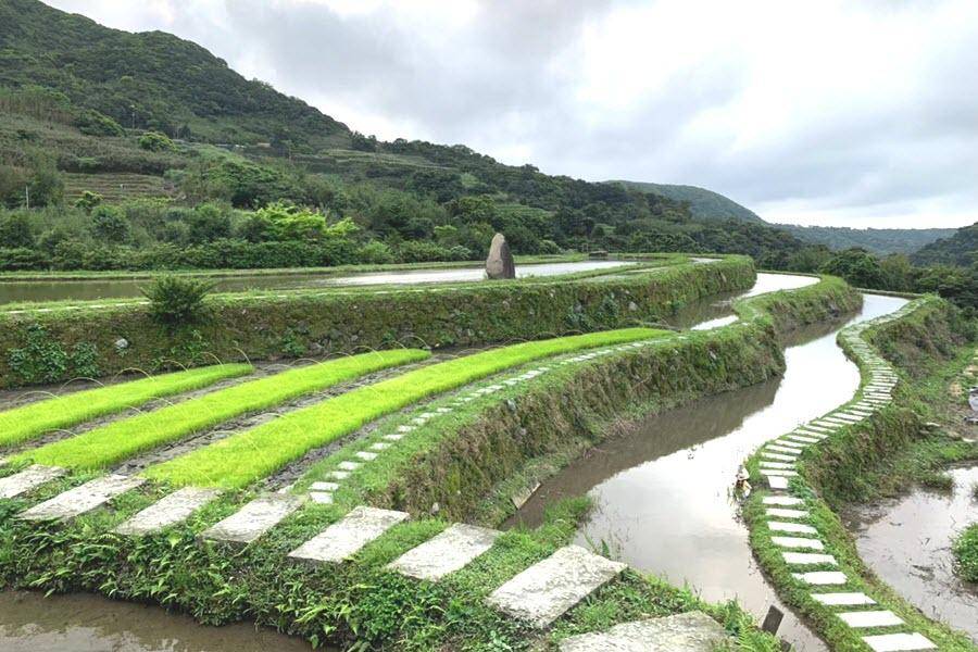 
                                                                        【思念鳶尾花】石門百年梯田鳶尾花、珊瑚貝殼廟、金山海灣溫泉 二日
                                                                        