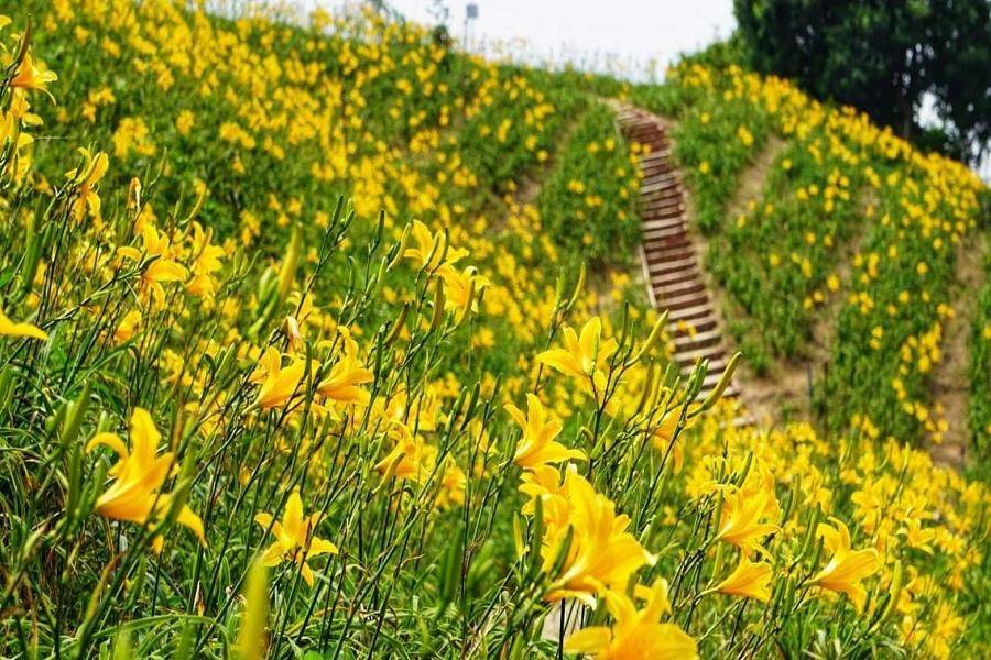 
                                                                        漫遊虎山巖賞金黃花海、玩轉八卦山天空步道、大啖民生市場美食一日
                                                                        