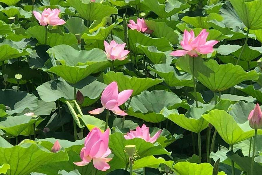 
                                                                        【盛夏花開好時光】2026觀音蓮花季、壢小故事館、華泰名品城一日遊
                                                                        