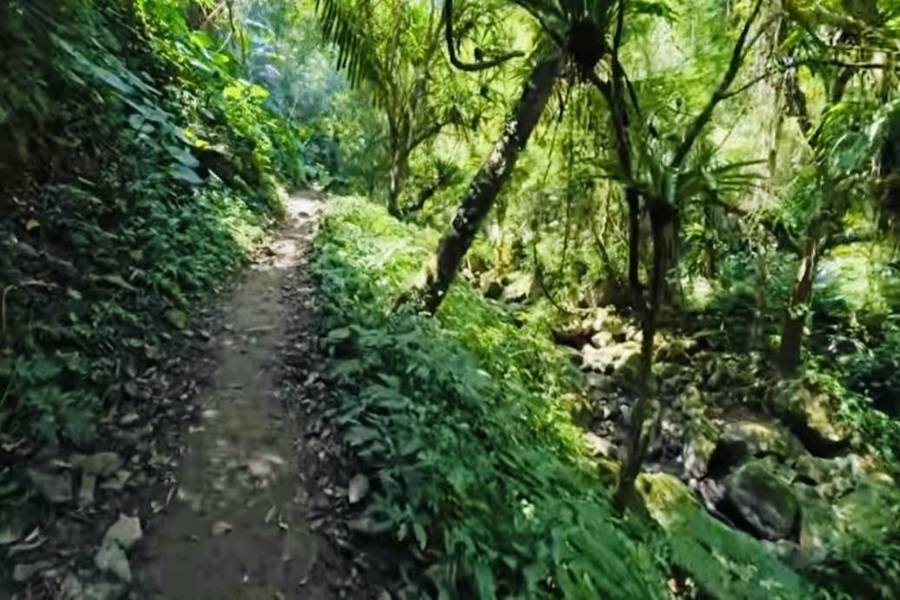 【山林秘境】泰雅部落南坪古道、內灣老街、七里香玫瑰森林一日遊