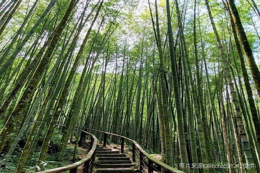 
                                                                        【竹林漫步】台版嵐山竹林～米洋溪步道、奮起湖老街、全程無購物 一日
                                                                        