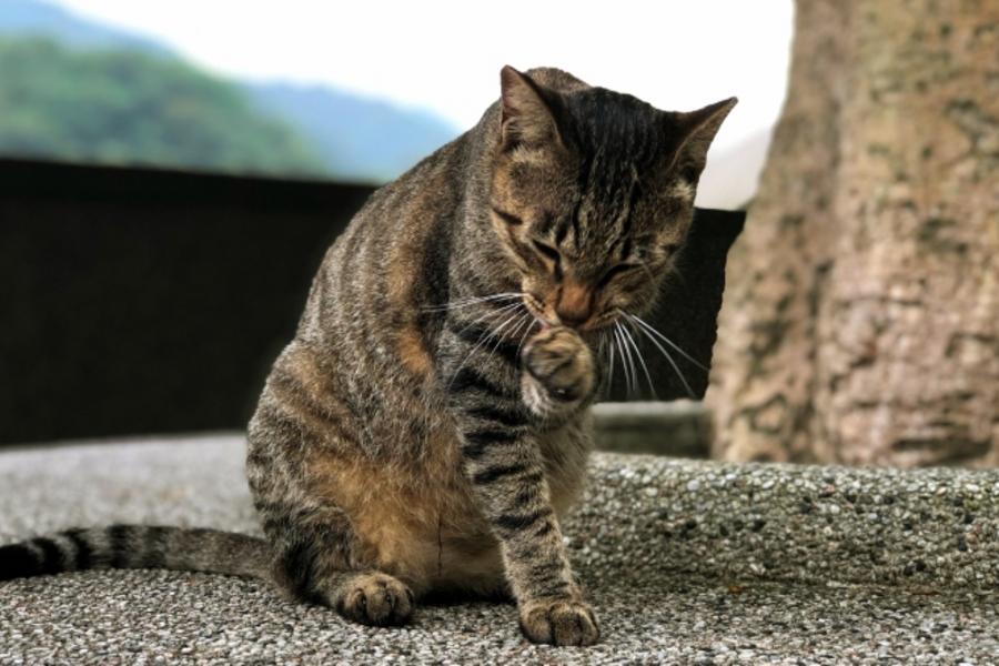 
                                                                        【高鐵假期-新北假期】新北野柳．平溪．猴硐貓村1日豐富行
                                                                        