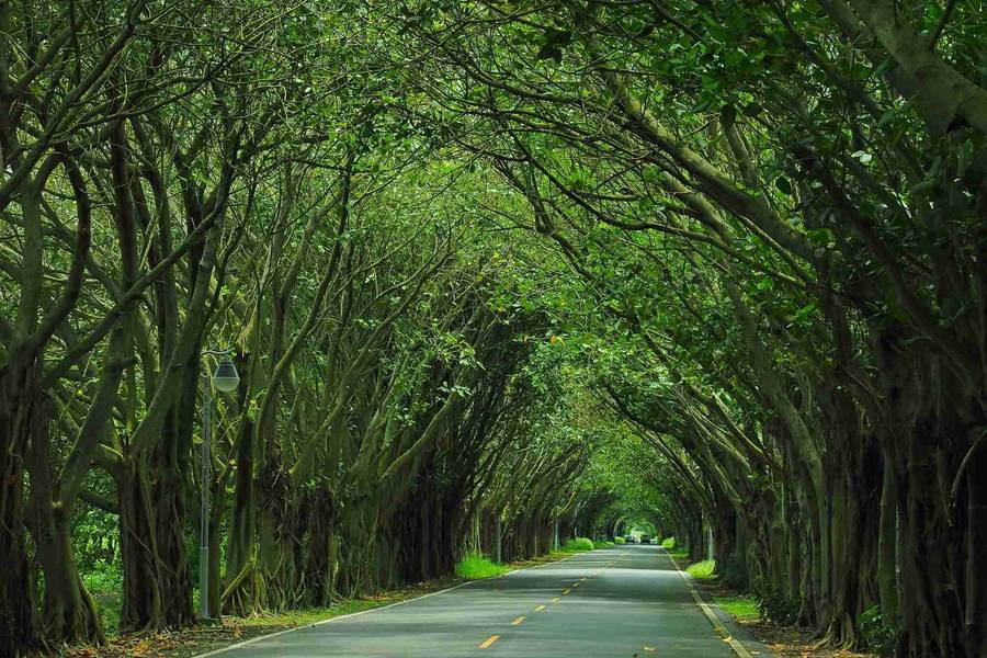 
                                                                        【搭高鐵慢遊雲林】古坑綠色隧道．華山小天梯一日豐富行
                                                                        