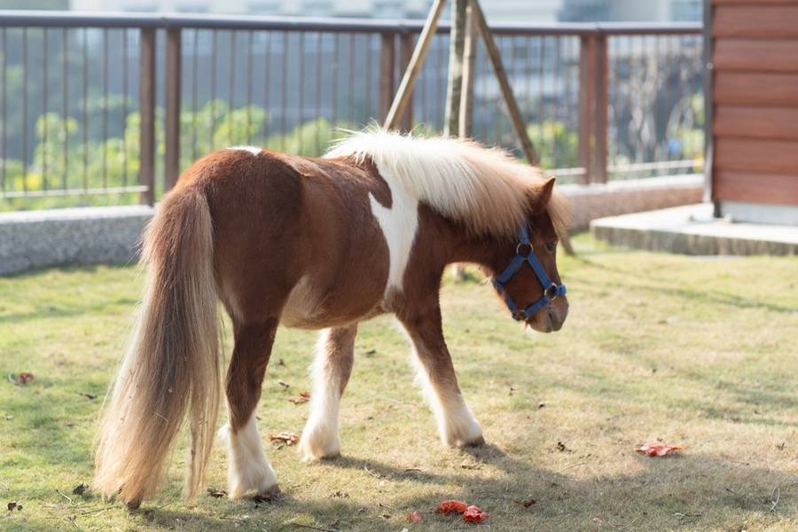 
                                                                        【高鐵高雄假期】內門野森動物學校．旗山老街一日豐富行(7月-12月)
                                                                        