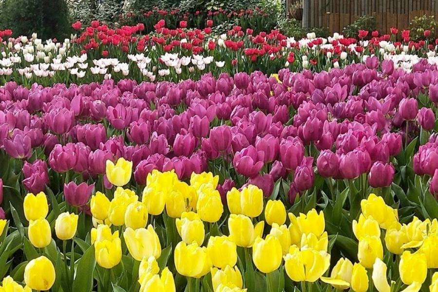 
                                                                        【高鐵南投假期】杉林溪．忘憂森林．松瀧岩瀑布1日豐富行(7月-12月)
                                                                        