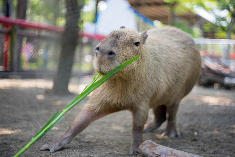 
                                                                                                        【台南】頑皮世界野生動物園｜門票
                                                                                                        