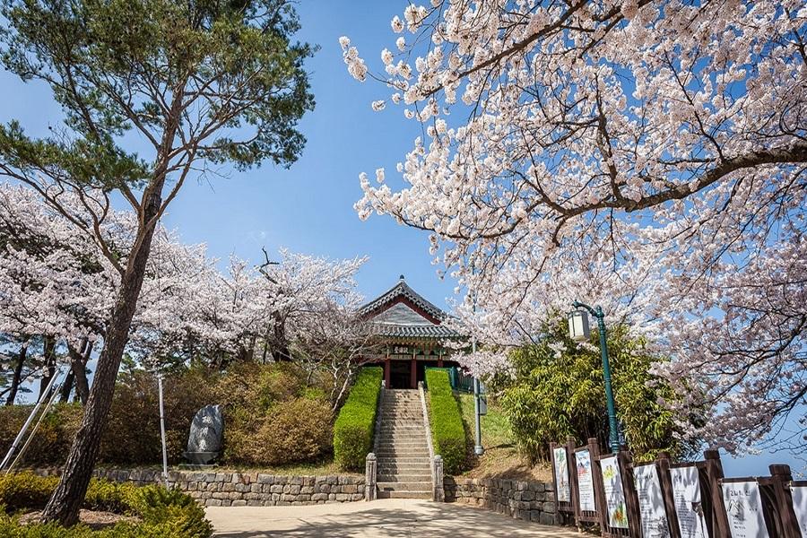 【韓國】江陵鏡浦台櫻花慶典一日遊 | 首爾出發