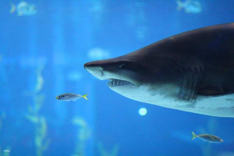 
                                                                        【韓國】  釜山水族館｜門票
                                                                        