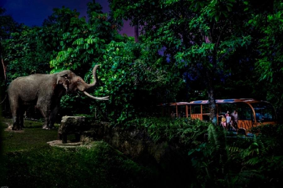 【新加坡】夜間野生動物園門票 ( 自行預約)