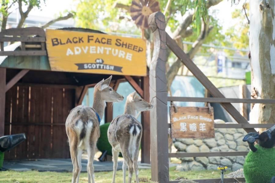 
                                                                                                        【嘉義】咩咩上樹萌寵樂園｜門票
                                                                                                        