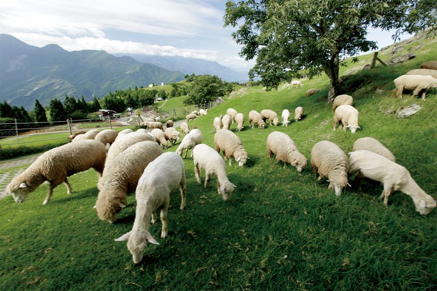 
                                                                                                        【南投】清境暢遊｜清境農場・高空步道・小瑞士花園｜套票（贈觀光工廠來店禮）
                                                                                                        