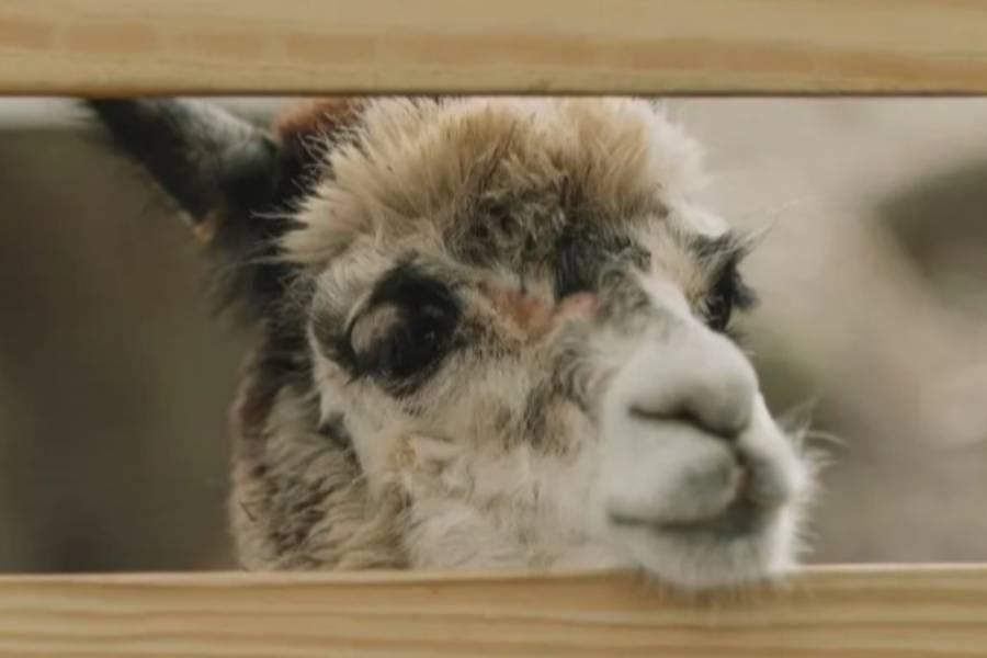 
                                                                                                        【農遊超市】宜蘭｜水岸森林休閒農場｜森林物語可愛動物區入園券(免預約)
                                                                                                        