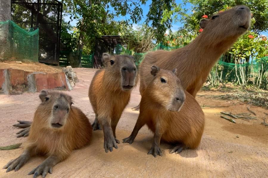 
                                                                                                        【日本】沖繩 | 東南植物樂園套票｜日間門票&知花冰淇淋
                                                                                                        