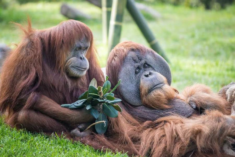
                                                                                                                        【美國】加州 | 聖地牙哥野生動物園 ｜門票
                                                                                                                        