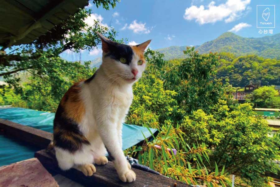 
                                                                                                        【心台灣❤毛起來玩】喵喵別跑、猴硐貓村、板橋動物之家1日遊
                                                                                                        