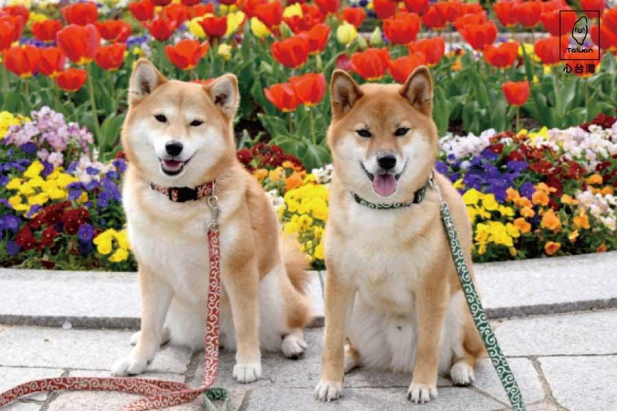 
                                                                                                        【心台灣❤毛起來玩】萌犬幼兒園、浪漫紫色花海、快樂狗餐廳1日遊
                                                                                                        