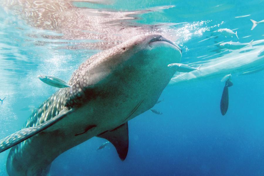 
                                                                                                        歐斯陸 - 鯨鯊保育區
                                                                                                        