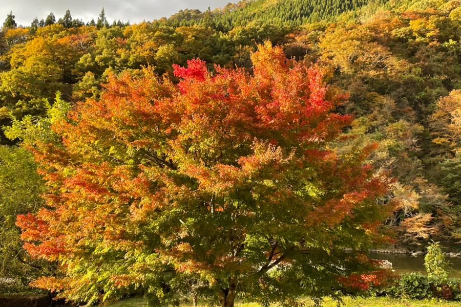 
                                                                                                        ⋆｡ 🍂青森 2天1夜_機+酒🍂｡ ⋆
                                                                                                        