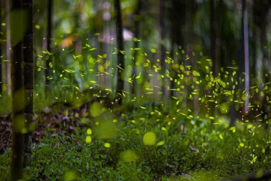 
                                                                                                        晨曦日月潭唯美湖景房、牛耳藝術桐舞翩翩、祕訪閃閃螢火蟲、沉醉日月潭二日
                                                                                                        