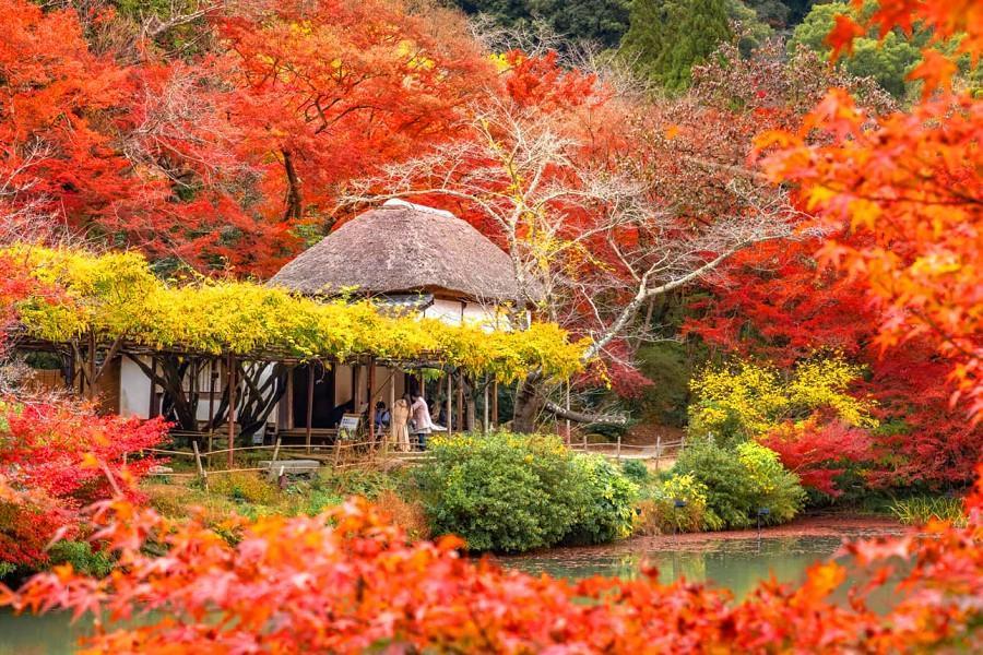 
                                                                                                        【福熊紅葉大賞】雲仙纜車、秋月城跡、御船山、環境藝術之森、熊本城5日
                                                                                                        