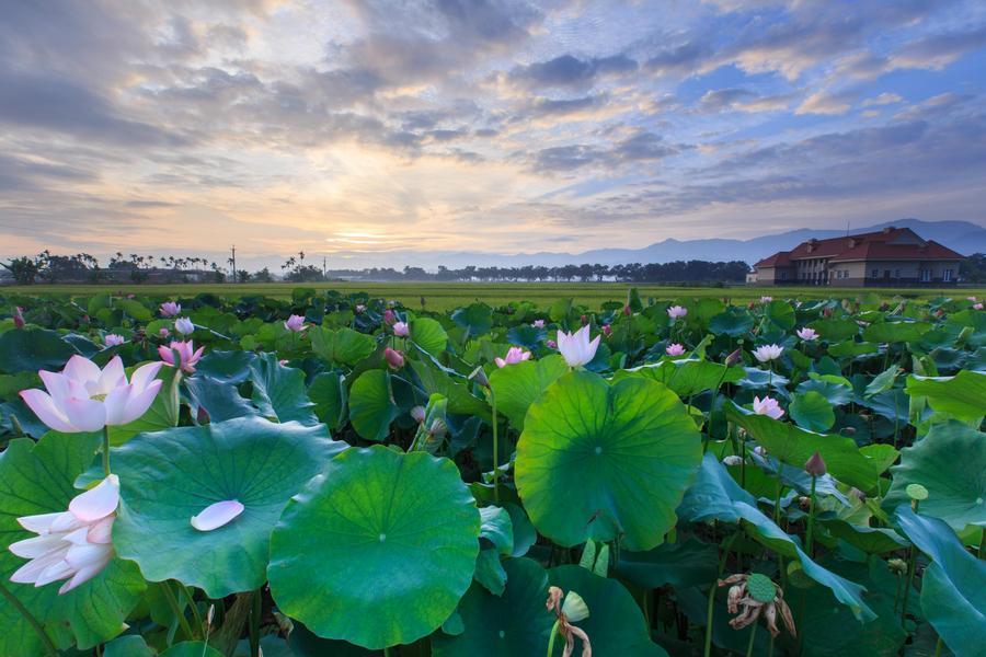 
                                                                        台南白河蓮花季
                                                                        