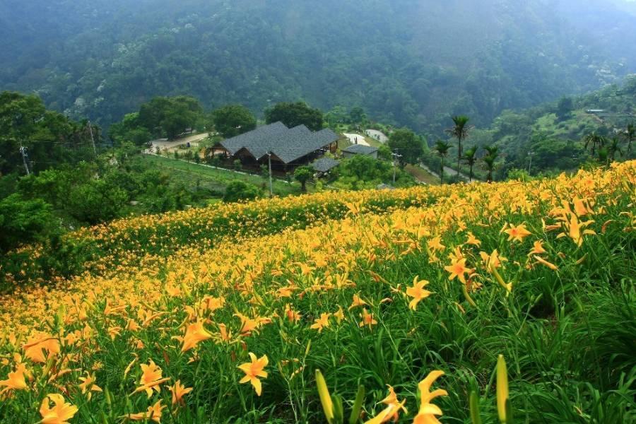 
                                                                        台中沐心泉金針花季
                                                                        