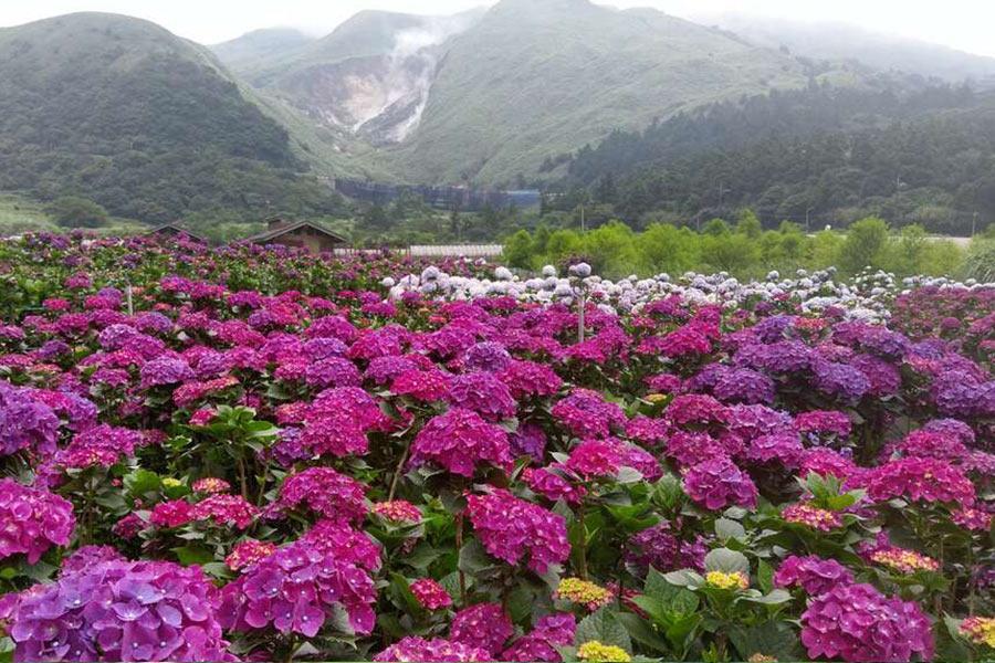 
                                                                        陽明山竹子湖繡球花季
                                                                        