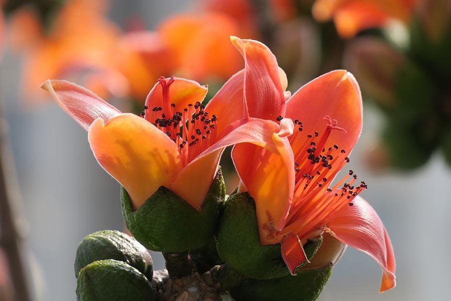 
                                                                        台南白河木棉花季
                                                                        