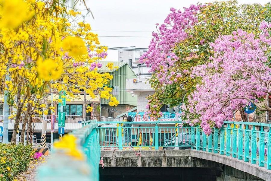 
                                                                        黃金風鈴木步道
                                                                        