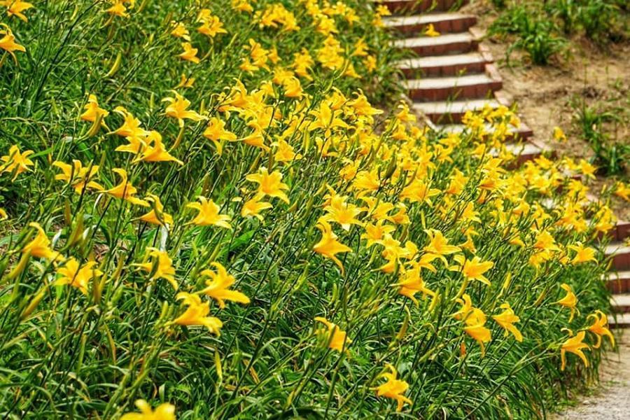 
                                                                        彰化虎山巖金針花海
                                                                        