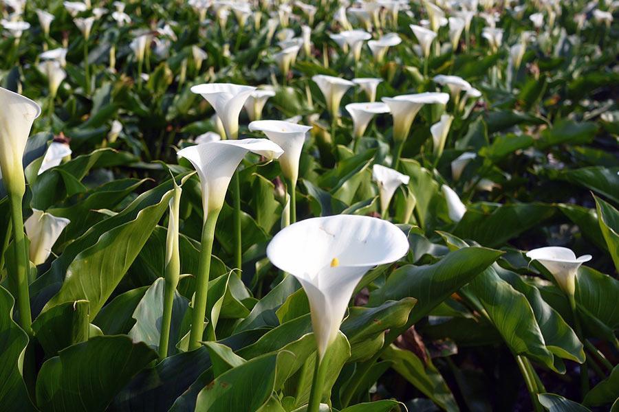 
                                                                        陽明山竹子湖海芋季
                                                                        
