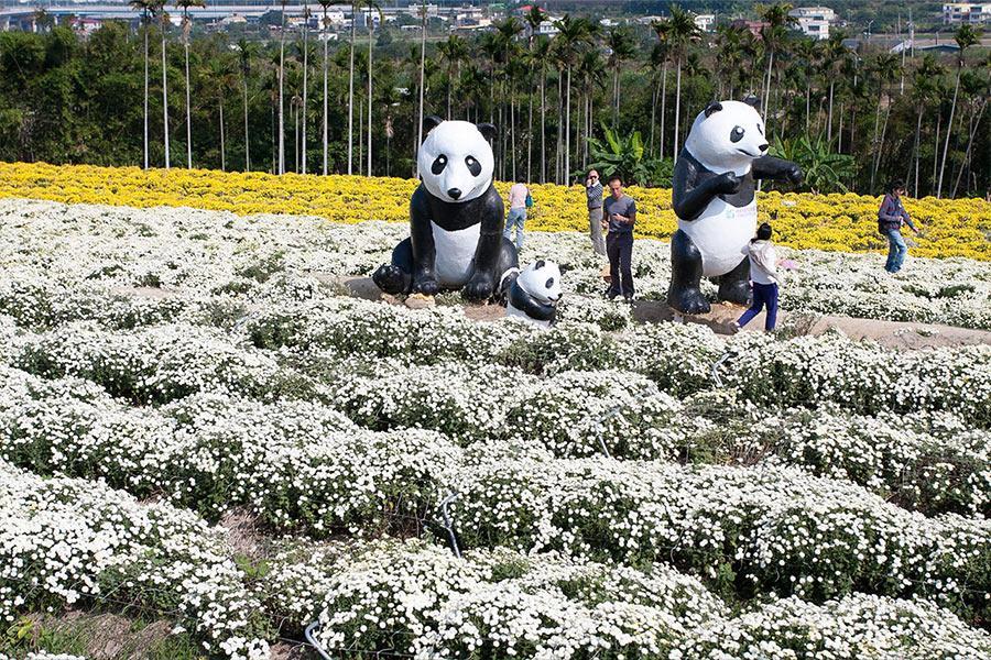 
                                                                        苗栗銅鑼杭菊節
                                                                        