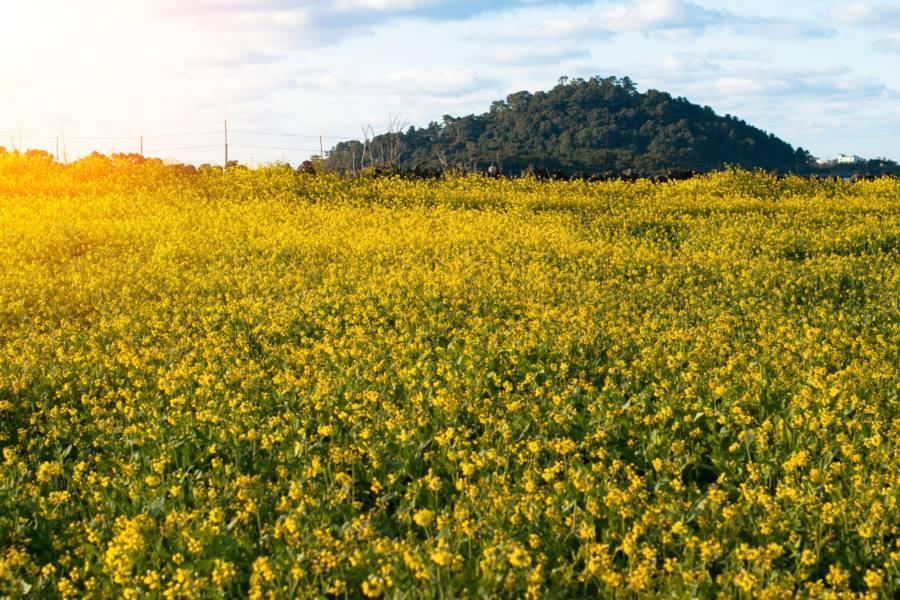 
                                                                        韓國濟州油菜花海
                                                                        