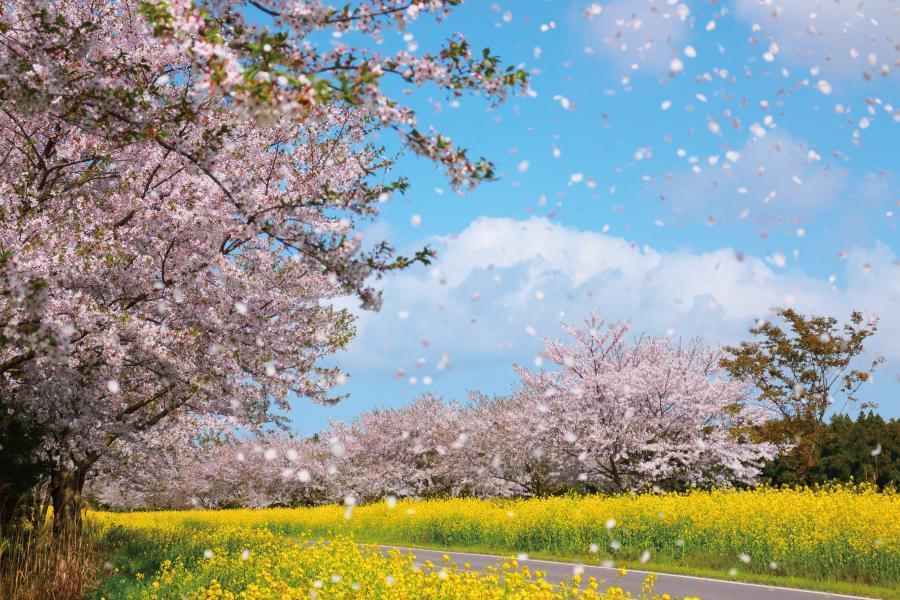 
                                                                        韓國鹿山路賞櫻花跟油菜花
                                                                        